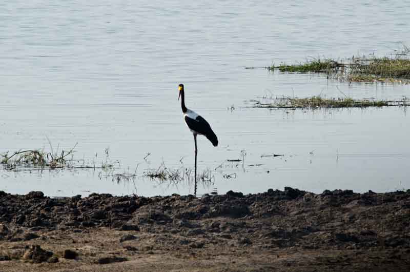 White Stork  - parque nacional de Chobe - Botswana 2.jpg